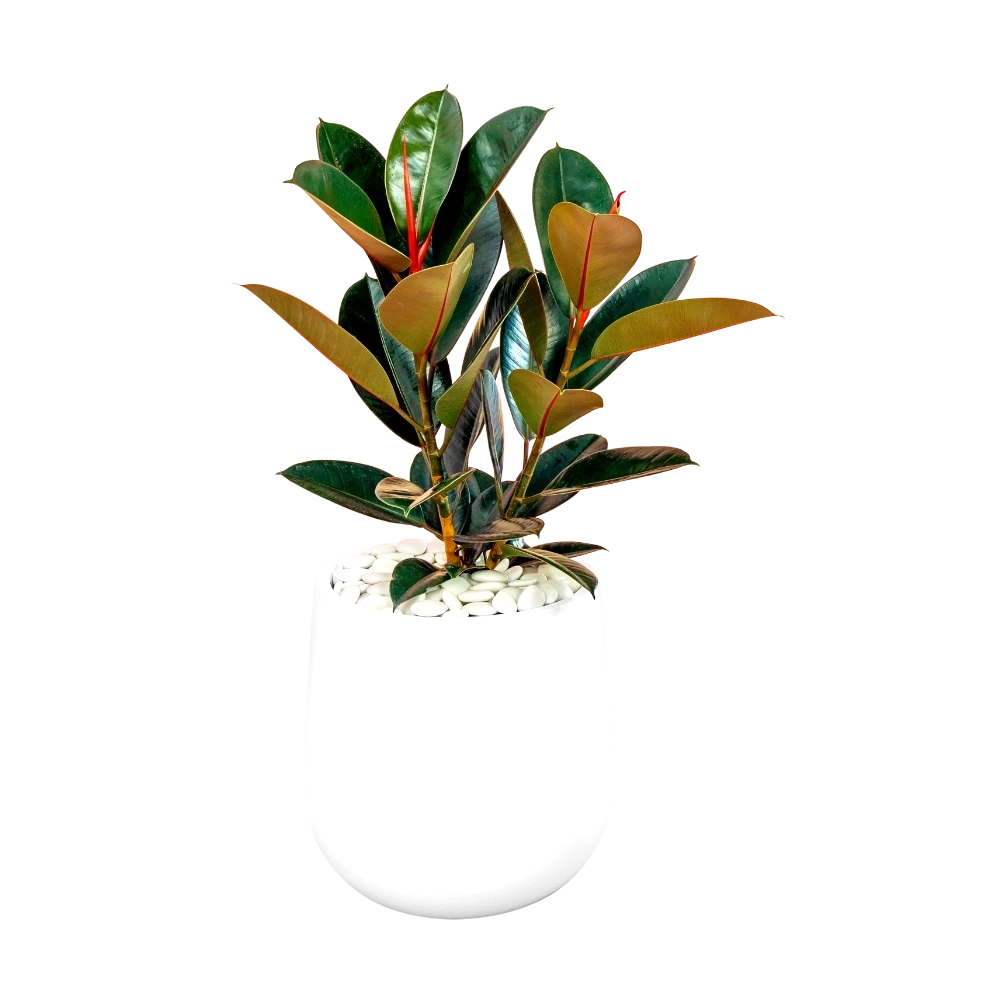 Ficus elastica 'Decora'