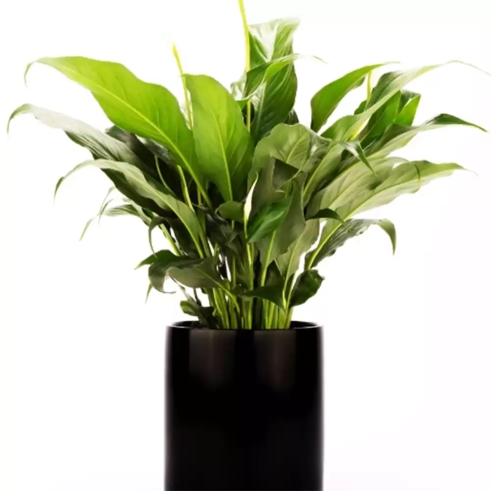 Wilston Desktop Black