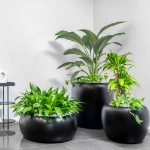  Ambius Multiplanters