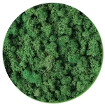 Moss Wall
