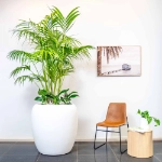  Ambius Multiplanters