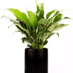 Wilston Desktop Black