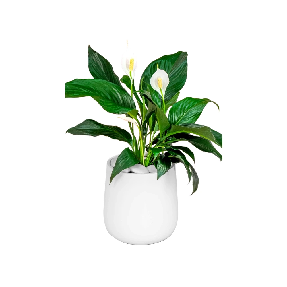 Kentia palm
