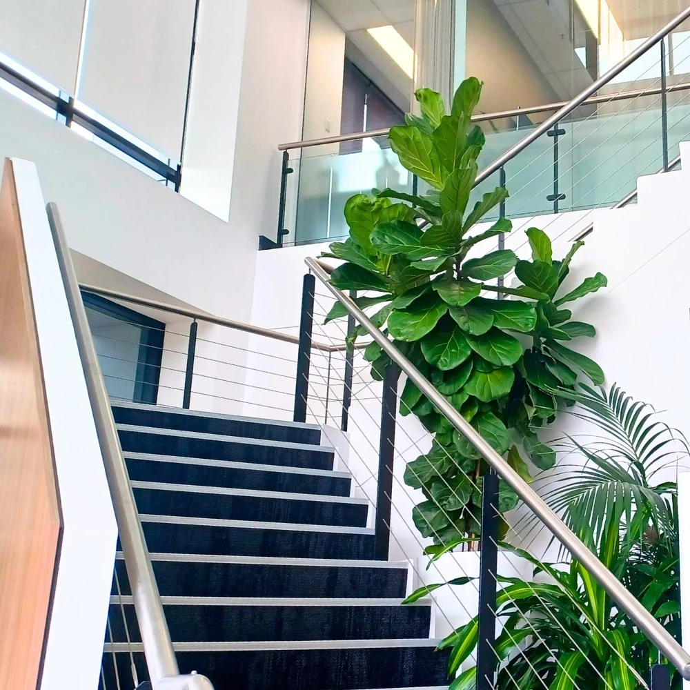 Ambius Fiddle Leaf Fig