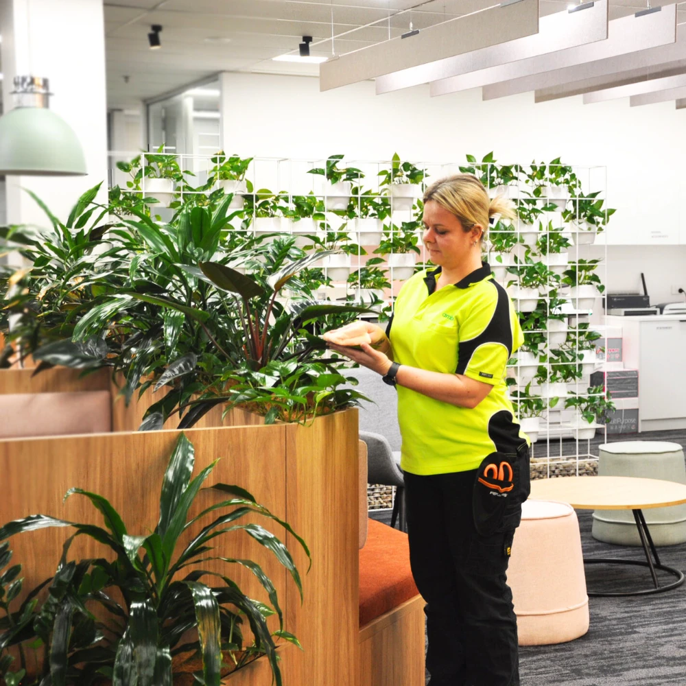 Ambius Rentokil Ambius Stylish Tabletop Plants for Designed, Corporate Spaces