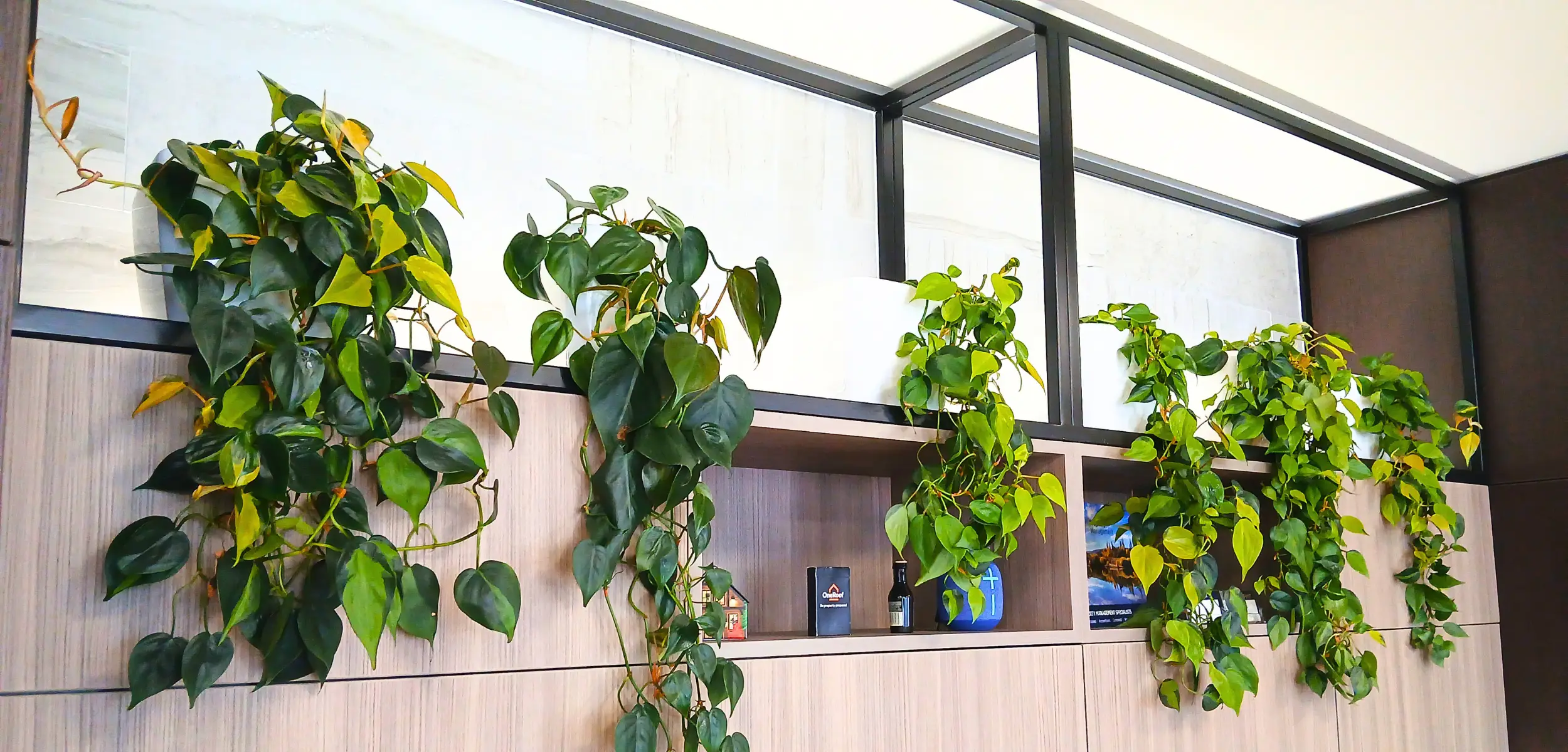 Ambius Rentokil Floor plants | Ambius New Zealand