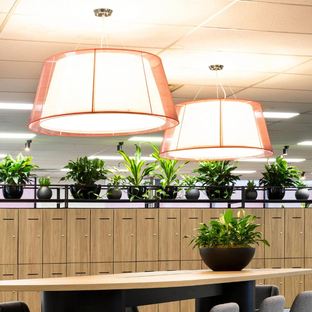The Right Plant in The Right Light