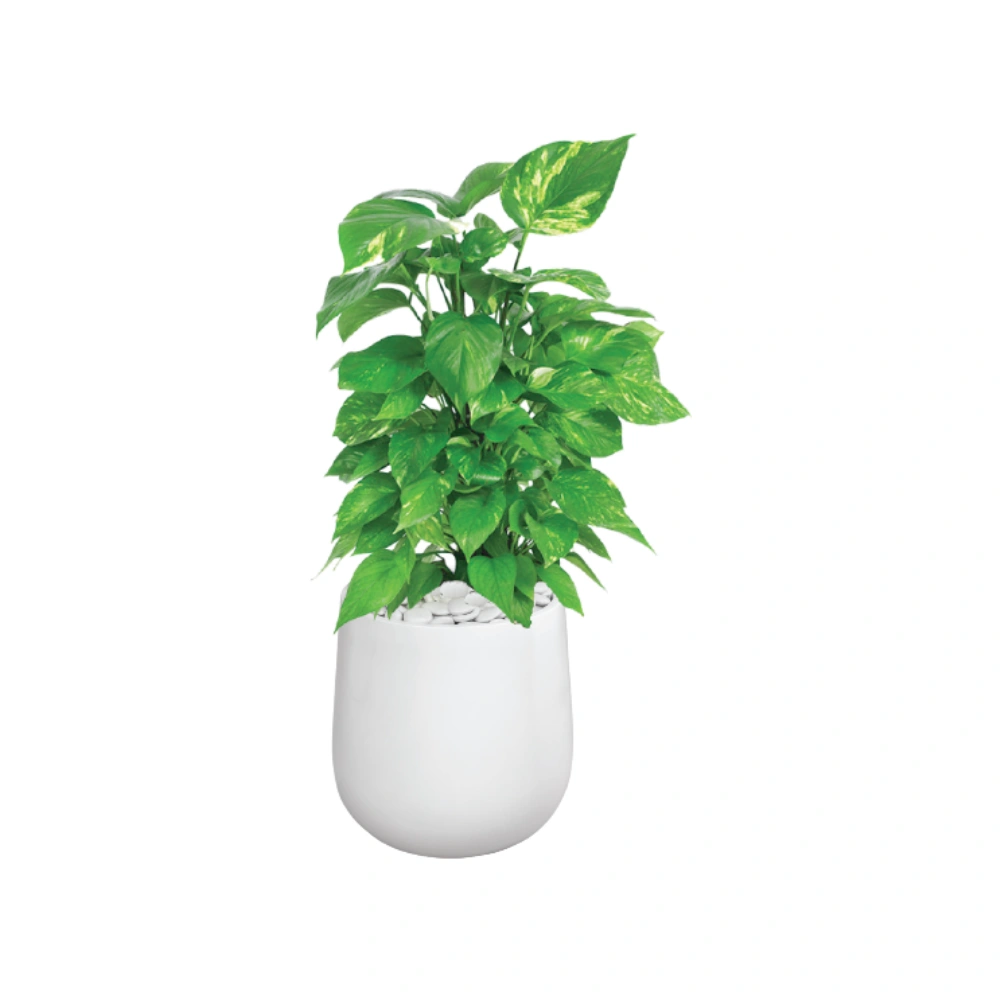 Peace lily