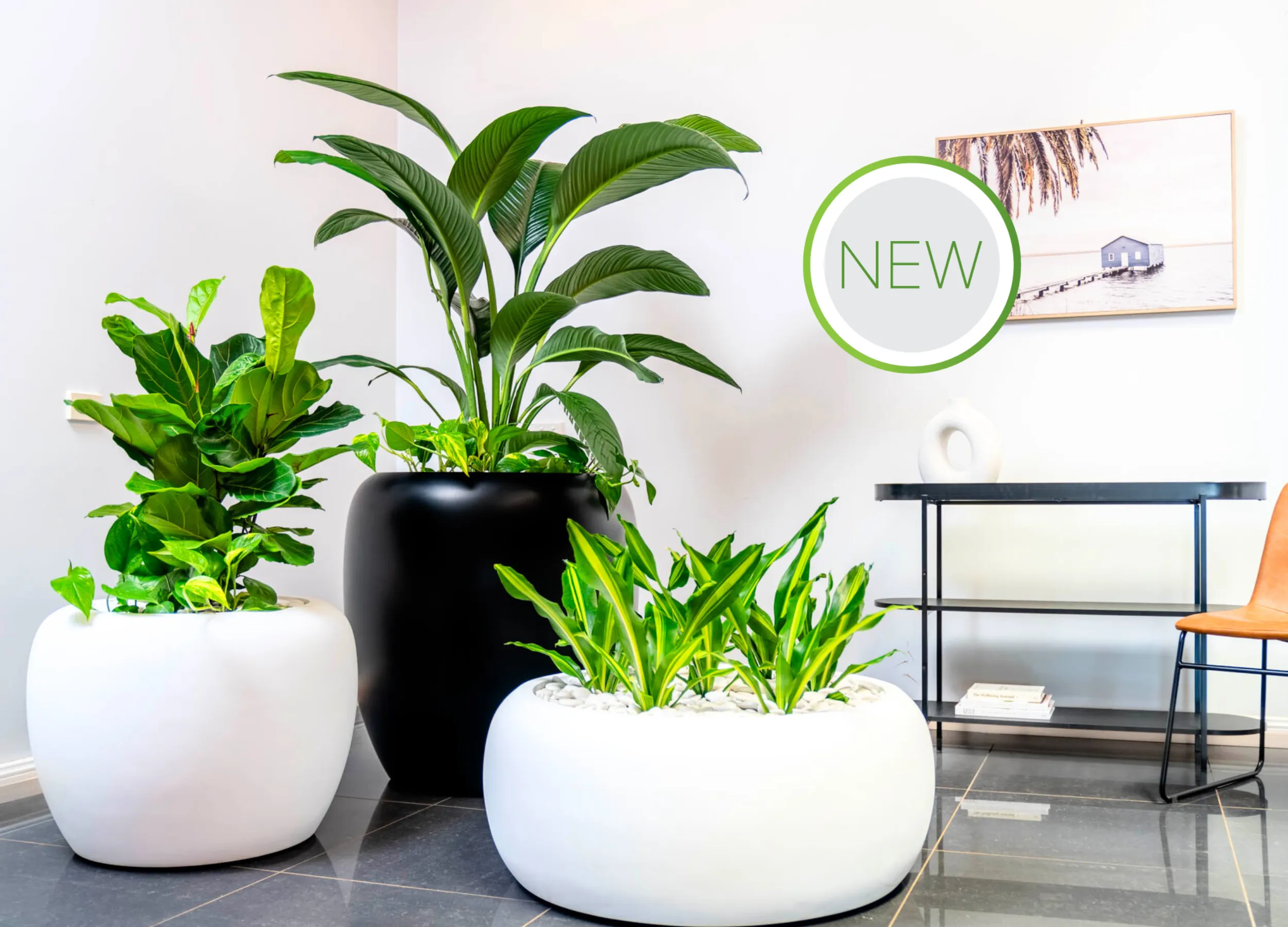 Ambius Eclusive Multiplanter collection