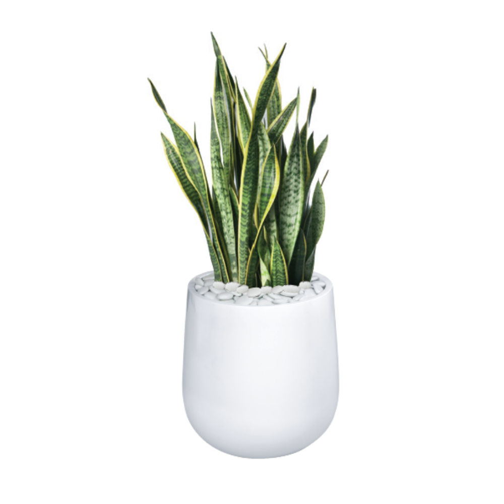 Sansevieria