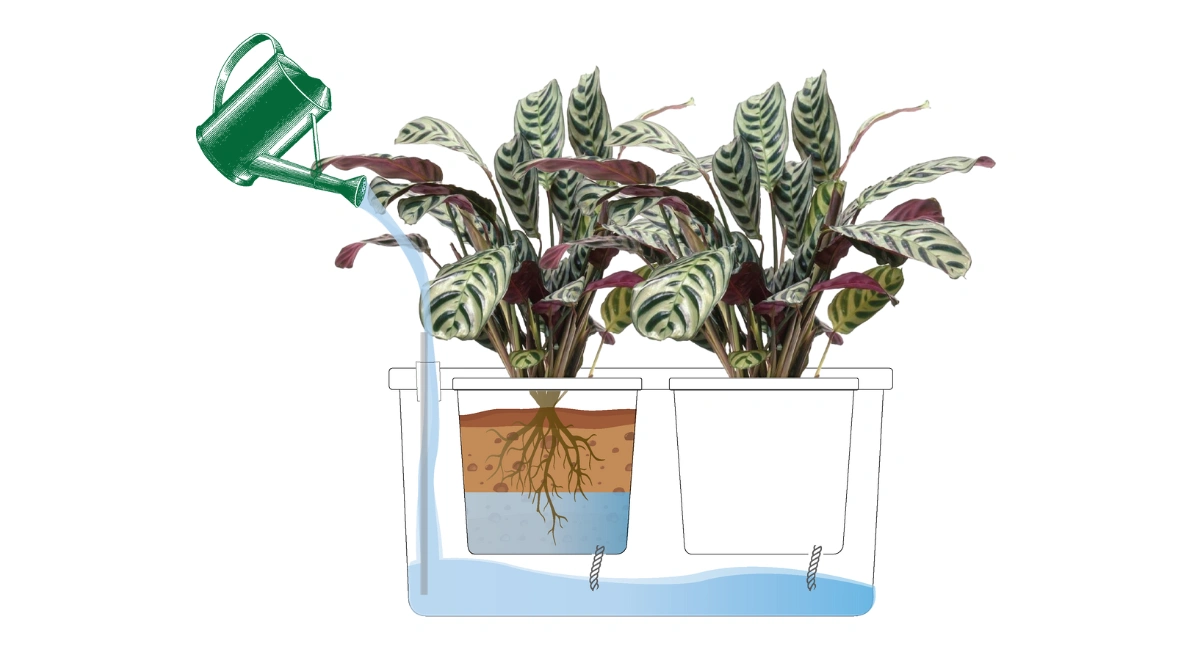 Ambius Best Practice Sub-irrigation